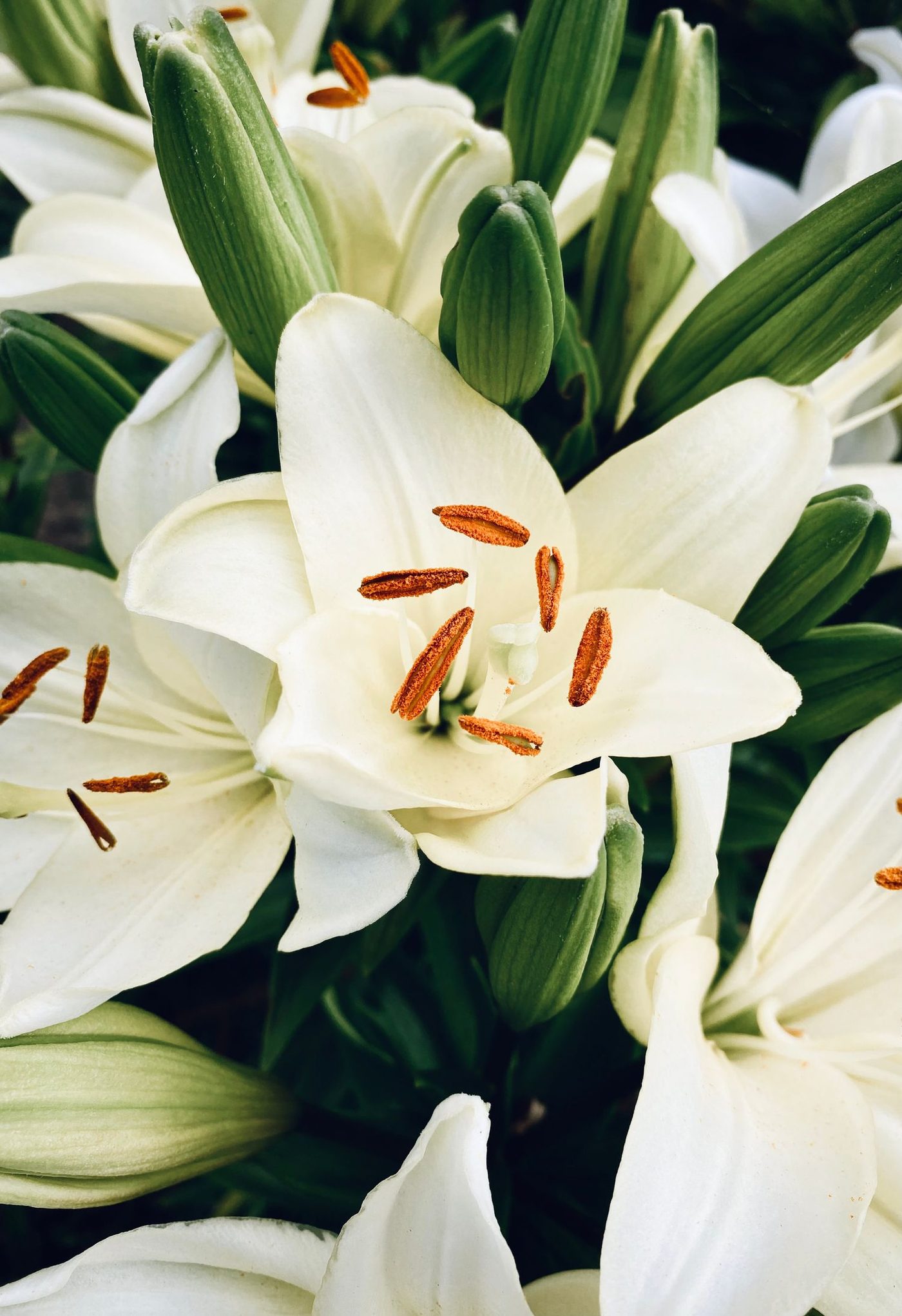 Lírio branco em detalhe — flores da floricultura própria da Pax Jardim